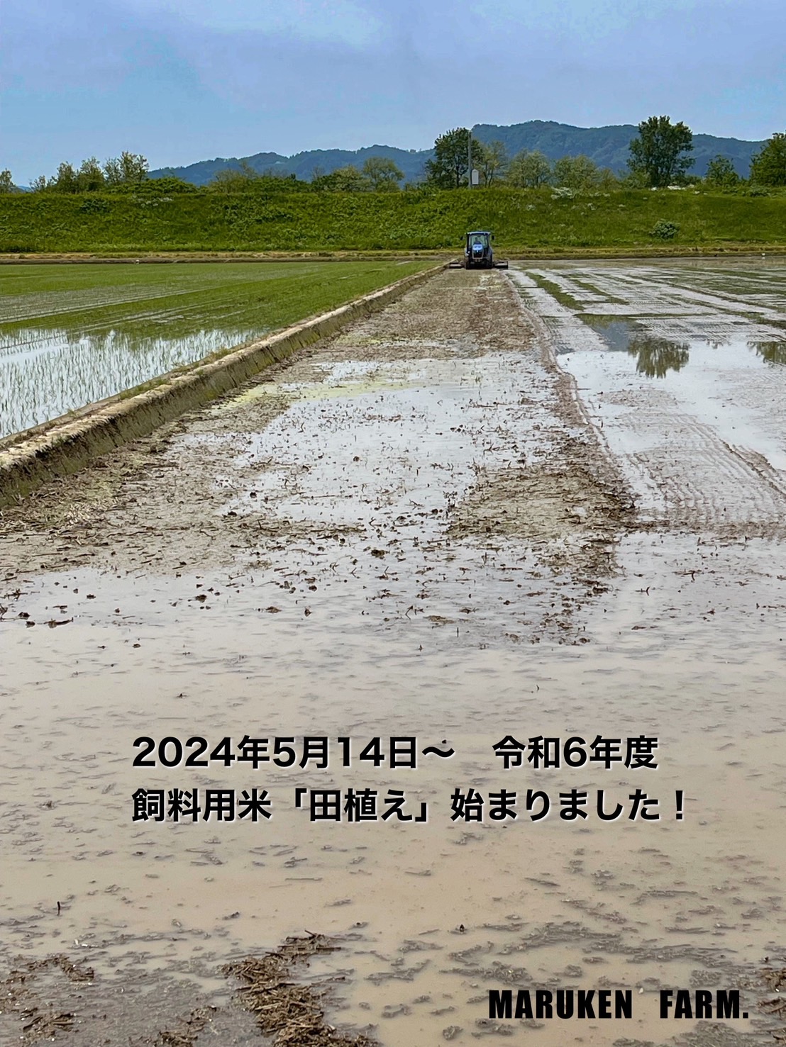 令和6年5月14日〜　飼料用米田植え始まりました。